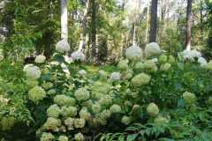 Arboretum-sierpien-22-02