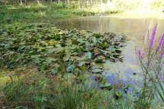 Arboretum-sierpien-22-07