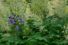 Arboretum-50