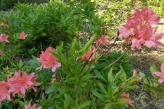 Arboretum-54