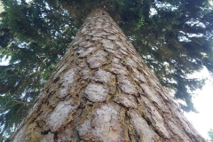 Arboretum-62