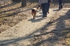 Dogoterapia-4
