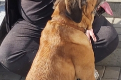 Dogoterapia-5