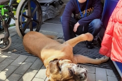 Dogoterapia-6