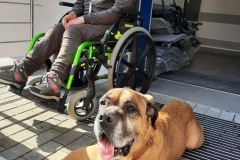 Dogoterapia-7