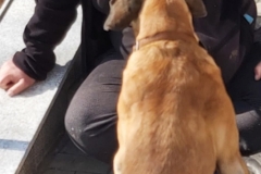Dogoterapia-8