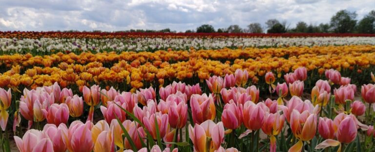 🌷🌷🌷 O Rany, Tulipany! 🌷🌷🌷