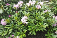 Arboretum-15