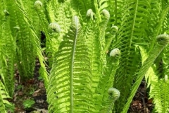 Arboretum-17