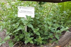 Arboretum-24