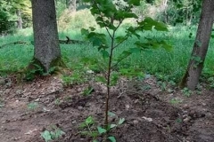 Arboretum-81