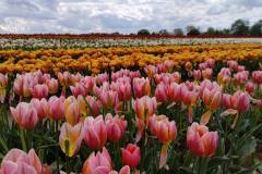 O-Rany-Tulipany-05-2024-01