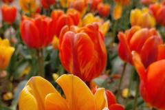 O-Rany-Tulipany-05-2024-04