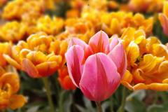 O-Rany-Tulipany-05-2024-09