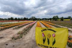 O-Rany-Tulipany-05-2024-11