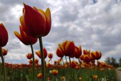 O-Rany-Tulipany-05-2024-15
