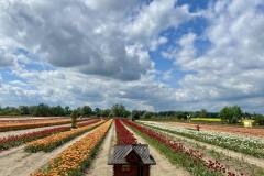 O-Rany-Tulipany-05-2024-16