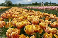 O-Rany-Tulipany-05-2024-17