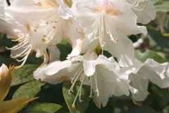 Odkrywamy-sekrety-majowego-Arboretum-01