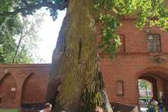 Rowerem-do-Fromborka-06-24-17