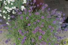 ziolowa-dolina-06-2022-11